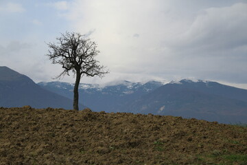 isolated tree in agricultural land with wheat sowing and majella mountain italy background