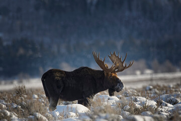 Bull Moose in snow covered meadow, Grand Teton National Park, Wyoming.