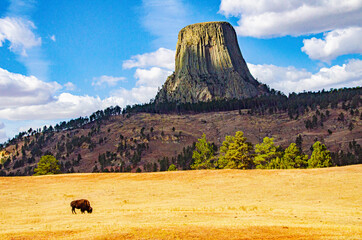 USA, Wyoming, Sundance, Devil's Tower National Monument, Devil's Tower and grazing bison © Danita Delimont