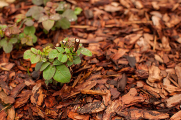 a sprout of a garden rose with a cut stem against a background of decorative chips with a blurred background