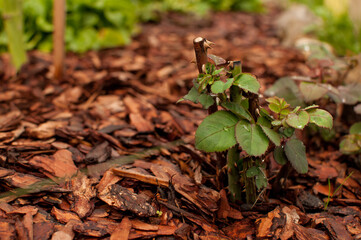 a sprout of a garden rose with a cut stem against a background of decorative chips with a blurred background