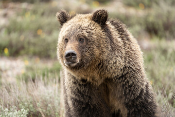 Obraz premium USA, Wyoming, Grand Teton National Park. Grizzly bear subadult close-up.