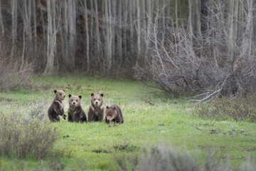 USA, Wyoming, Grand Teton National Park. Four grizzly bear cubs in meadow.