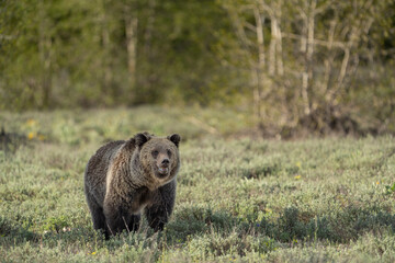 USA, Wyoming, Grand Teton National Park. Grizzly bear with porcupine quills embedded near left eye.