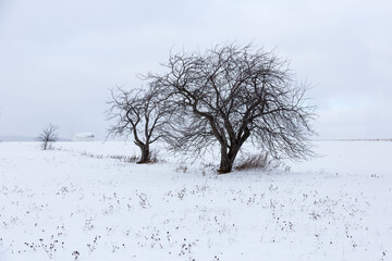 Bare trees in snowy field seen during an early winter afternoon in a rural area, Quebec City, Quebec, Canada