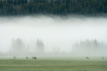 USA, Wyoming, Buffalo Valley. Rocky Mountain elk graze on foggy morning.