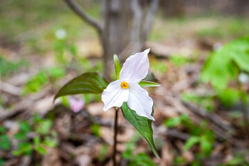 Closeup view of wild white pink trillium wildflower flower in early spring in Virginia Blue Ridge Mountains parkway of Wintergreen Resort with forest trees in background