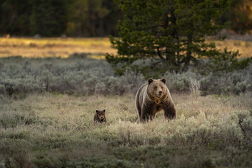 Fototapeta na wymiar USA, Wyoming, Grand Teton National Park. Female grizzly bear mother with cub.