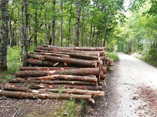 Montón de madera en un bosque