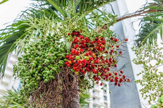 Fresh date palms fruits growing on tree in Miami, Florida with vibrant ripe red color on branches looking up at bunch