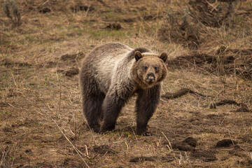 USA, Wyoming, Shoshone National Forest. Grizzly bear with deformed lip and nose.