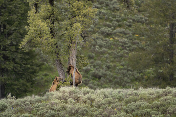 USA, Wyoming, Grand Teton National Park. Grizzly bear yearling cubs climbing a tree.