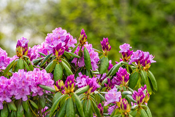 Closeup of wild pink bright vivid colorful rhododendron flowers with green foliage leaves on bush...
