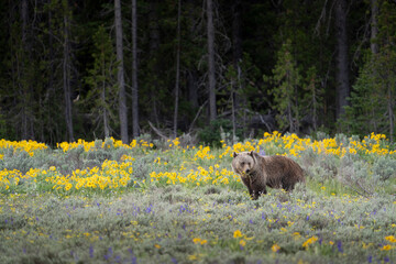 USA, Wyoming, Grand Teton National Park. Grizzly bear eating.