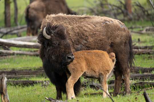 USA, Wyoming, Yellowstone National Park. Cow bison nursing her new calf.
