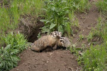USA, Wyoming, Yellowstone National Park. American badger female with kit at den site.