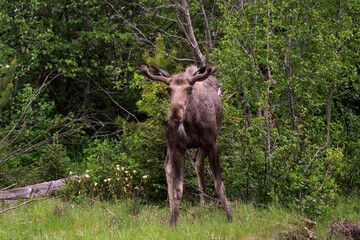 USA, Wyoming, Yellowstone National Park. Young bull moose with growing antlers.