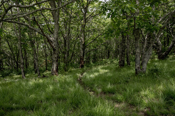 Fototapeta na wymiar Trail Cuts Through Meadow on Gregory Bald