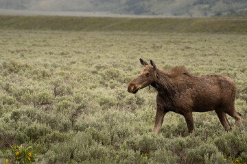 Naklejka na ściany i meble USA, Wyoming, Grand Teton National Park. Cow moose walking across field of sage brush.