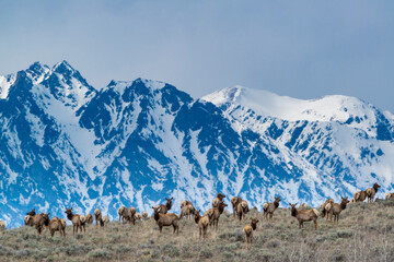 Herd of elk grazing with backdrop of snowy Teton Mountains, Grand Teton National Park, Wyoming
