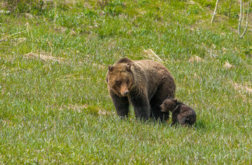 Obraz premium Sow grizzly bear and cub of the year with natal collar, near Grand Teton National Park Wyoming