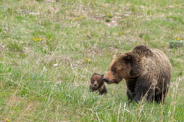 Sow grizzly bear and cub of the year with natal collar, near Grand Teton National Park Wyoming