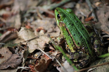 frog on a leaf