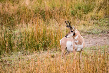 Yellowstone National Park, Wyoming, USA. Male Pronghorn in chaparral.