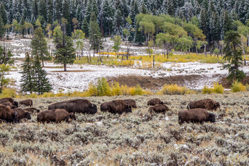 Yellowstone National Park, Wyoming, USA. Herd of bison in the Lamar Valley after an early Autumn snowfall. © Danita Delimont