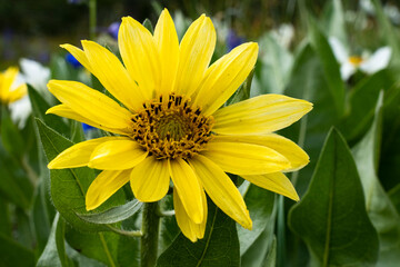 USA, Wyoming. Narrowleaf Mule-Ears (Wyethia angustifolia in a meadow, Yellowstone National Park.