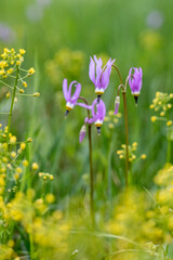USA, Wyoming. Shooting star (Dodecatheon sp.), in a meadow, Yellowstone National Park.