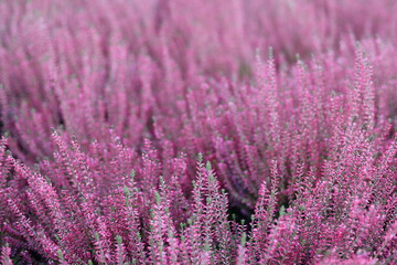 Fototapeta premium field of lavender