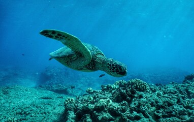 Obraz na płótnie Canvas Snorkeling in Hawaii with Green Sea Turtles 
