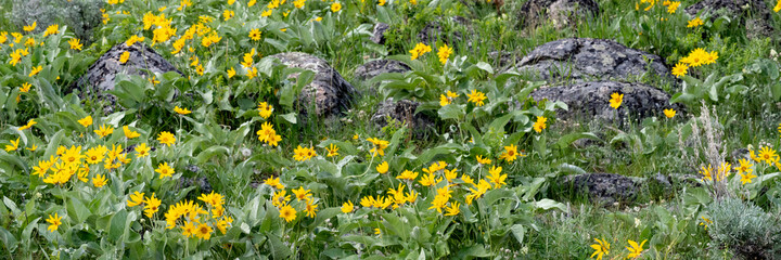 USA, Wyoming. Arrowleaf balsamroot (Balsamorhiza sagittata) growing in a boulder field, Yellowstone National Park.