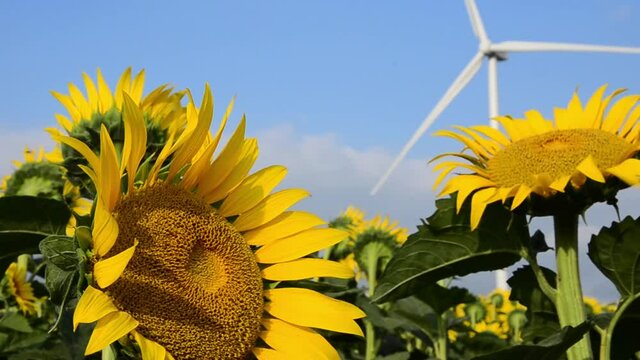 Sunflower with a flying bee close-up. Sunflower flower on a background of blue sky. Sunflower field. Sunflowers on the background of windmills. Wind power plant. Wind terbina