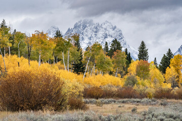 USA, Wyoming. Mount Moran with colorful autumn foliage, Grand Teton National Park.