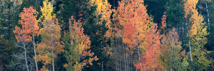 USA, Wyoming. Panoramic image of colorful autumn aspen, Grand Teton National Park.