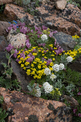 Obraz premium USA, Wyoming. Alpine wildflowers growing among rocks, Beartooth Pass.