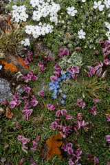 USA, Wyoming. Alpine wildflowers growing among rocks, Beartooth Pass.