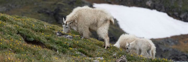USA, Wyoming. Adult and kid, Mountain goat, Beartooth Pass.