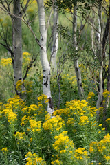 Fototapeta premium USA, Wyoming. Yellow wildflowers among the aspen, Bridger National Forest.