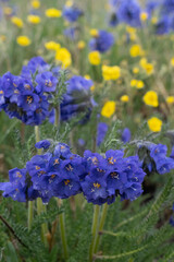 USA, Wyoming. Sky Pilot, Beartooth Pass.