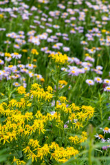 Obraz premium USA, Wyoming. Blooming alpine wildflowers, Beartooth Highway.