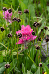 USA, Wyoming. Blooming alpine wildflowers, Beartooth Highway.