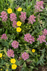 USA, Wyoming. Blooming alpine wildflowers, Beartooth Highway.