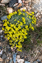 USA, Wyoming. Yellowstone Draba, Beartooth Pass.