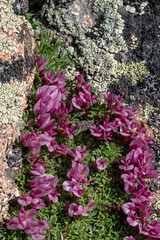 Fototapeta premium USA, Wyoming. Dwarf clover on lichen covered rock, Beartooth Pass.