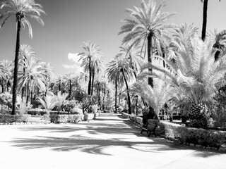 Italy, Sicily, Palermo. Palm trees in the garden Bonanno Palermo