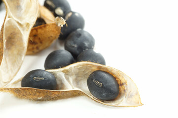 黒豆　丹波黒　拡大　12月