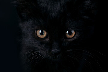 Close Up portrait of a Halloween black cat with orange eyes